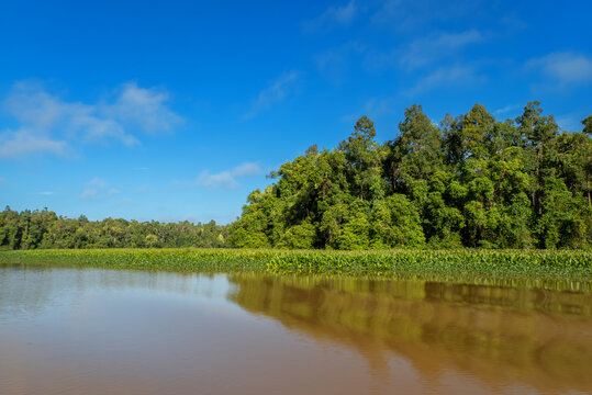 Scenery on the Kinabatangan River, Sabah, Malaysia, Borneo