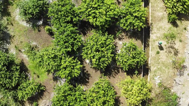Top-down drone footage of a vibrant plum plantation at MoCha Farm, Moc Chau. Showcasing organized rows of fruit trees and sustainable highland farming practices in northern Vietnam.
