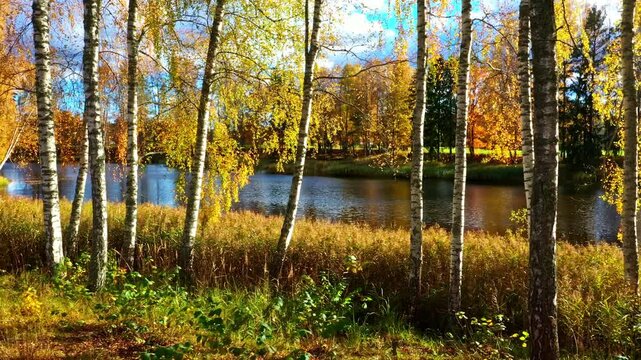 Scenic autumn riverside with birch trees and golden foliage in calm water at sunset