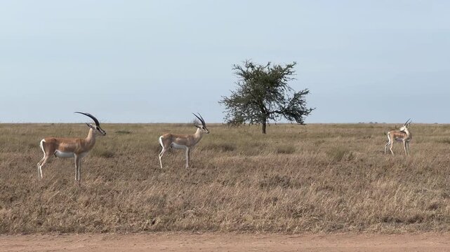 Grant's gazelle (Nanger granti) standing alerted by the road in Serengeti National Park. Tanzania.