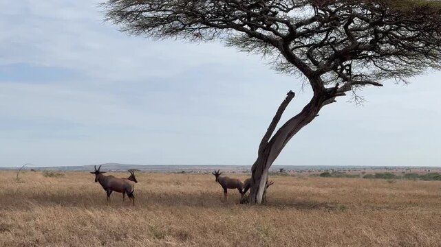 Topis (Damaliscus lunatus jimela) standing under a tree in the shade in Serengeti National Park. Tanzania.