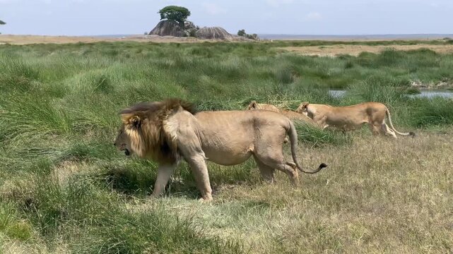 Maasai Lion (Panthera leo massaicus) pride leaving a waterhole. Serengeti National Park in Tanzania.