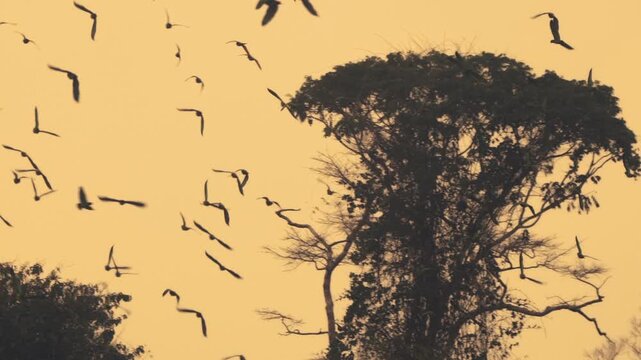 Silhouettes of Large Flock of Mealy Parrots Flying Over Jungle with Orange Sunset Sky