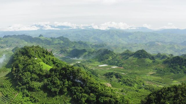 Cinematic shot of a local farmer pruning tea bushes at MoCha Farm in Moc Chau. Highlands of Son La, showcasing traditional agriculture and rural Vietnamese life.