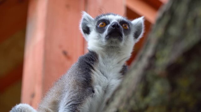 Close-up of a ring-tailed lemur with yellow eyes and a striped tail resting on a tree branch in a zoo enclosure, showcasing its grey fur and white belly in a conservation setting.