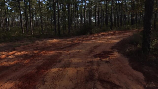 Dirt trail with tire tracks below pine forest floor covered in needles and mud, sun flare flickers