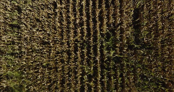 Corn Field From Above At Hassard Elevator In Monroe City, Missouri, United States. Aerial Top-down Shot