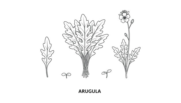 Arugula vector line art illustration isolated on transparent background