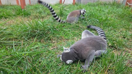 Close-up of a curious ring-tailed lemur encounter as the animal decides to jump on the camera after finishing eating grass from the ground.