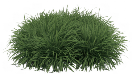 Green grass foliage plant isolated on a transparent background