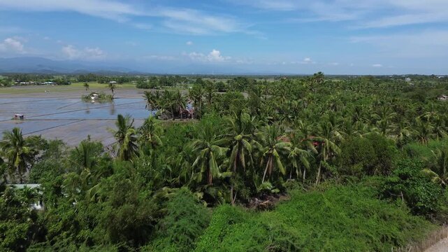 Aerial drone footage of a quiet beach in Roxas Oriental Mindoro showing sandy shoreline, palm trees, wide green rice fields and distant mountains under tropical blue skies on a sunny day in paradise.