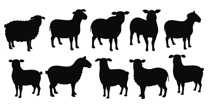  isolated sheap silhouettes in various poses