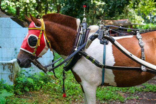 Traditional horse-drawn carriage horse standing calmly, harnessed and ready for local transport, reflecting enduring cultural heritage and everyday life in Indonesia.