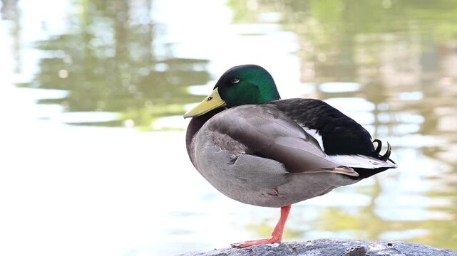 4K HD Video of a male mallard duck standing on a rock surrounded by water, eyes closing. 
