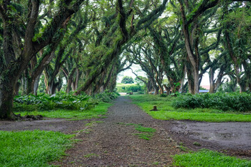 Obraz premium Majestic giant rain trees form a natural tunnel at De Djawatan, Banyuwangi, with wide canopies and lush greenery creating a magical forest atmosphere and a cool, serene setting.