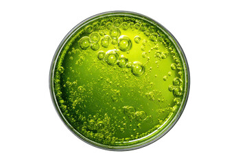 Green liquid with bubbles inside petri dish