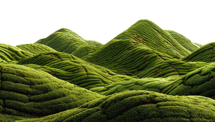 Green hills covered in layered vegetation rows