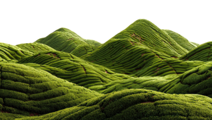 Green hills covered in layered vegetation rows