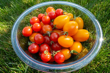 cherry tomatoes in a bowl