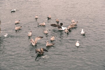 Nage des go&eacute;lands .