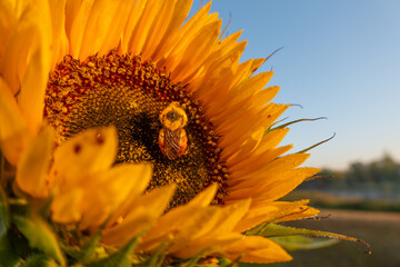 bee on sunflower