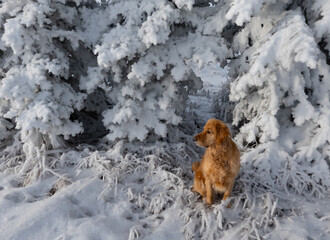 Golden retriever in snow
