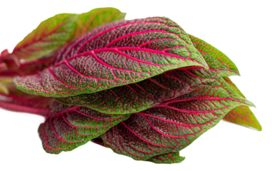 Whole green amaranth leaves stacked neatly showcasing organic quality and farm fresh produce isolated on transparent background PNG