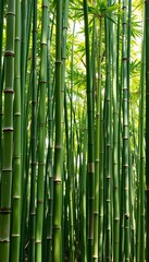 A vibrant green bamboo forest, tall stalks creating a natural, rhythmic pattern,  landscape,  tall