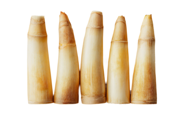 Natural bamboo shoots positioned upright to showcase layered structure and edible appeal isolated on transparent background PNG