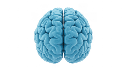 Light blue brain human brain medical isolated on a transparent background