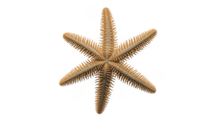 Light brown starfish with spines isolated on a transparent background