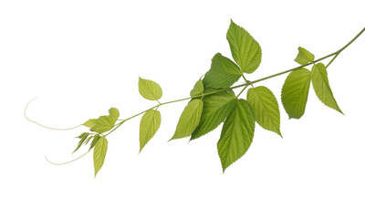 Obraz premium Light green leaves on a vine stem plant nature isolated on a transparent background