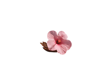 a pink flower sitting on top of a pink surface