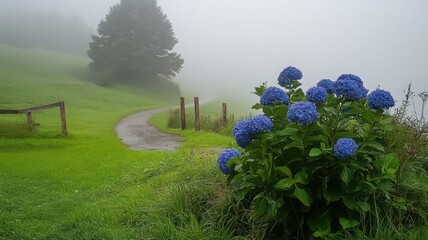 Blue Hydrangeas in Morning Mist on a Country Path