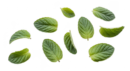 Mint leaves floating green leaves isolated on a transparent background