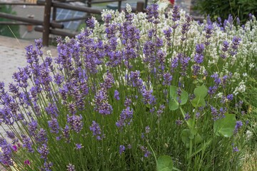 Blooming lavender flowers with purple blossoms and green foliage growing in a garden. Natural floral scene with fresh plants, summer atmosphere and decorative greenery.