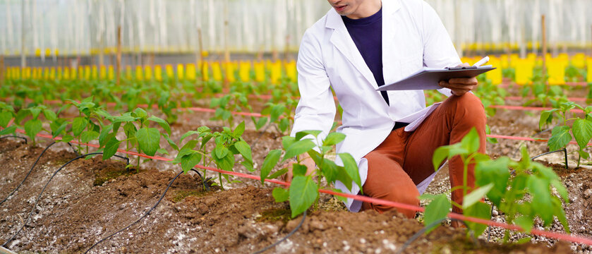 Scientist are analyzing organic vegetables plants in greenhouse , concept of agricultural technology - Powered by Adobe