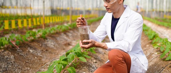 Vegetable growing in organic farm. Male scientist working in organic vegetables farm. Agricultural researcher studies research in greenhouse farm. Botanist research soil at vegetable farm