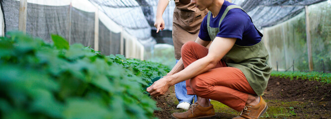 Happy male and female gardener smiling inspects quality of vegetable in greenhouse garden.