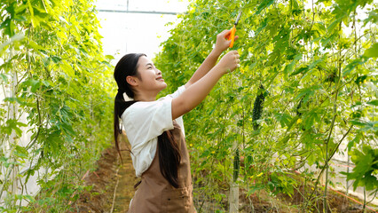 Woman picking Bitter melon , Bitter gourd from a tree in greenhouse. farmer producer of bio food for local market. Fresh vegetables.