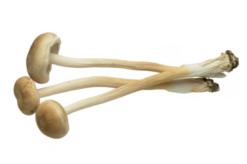 Mushrooms isolated fungi isolated on a transparent background