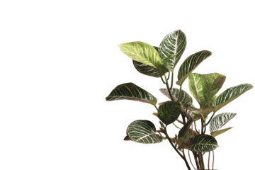 a plant in a vase on a table