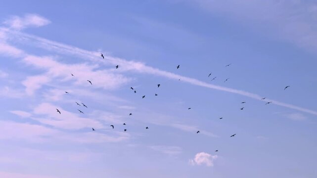 相模湾上空を旋回するウミアイサの群れ