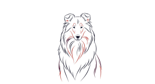 Detailed line art drawing of a long-haired collie dog facing forward with an elegant and focused expression on a plain white background.