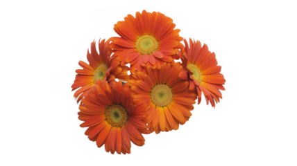 Orange Gerbera Daisies flowers isolated on a transparent background