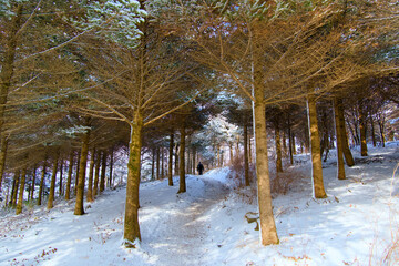 A view of a place surrounded by trees in a snow-covered mountain
