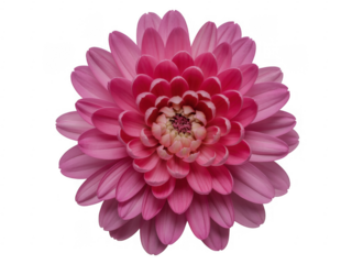 Pink Dahlia Flower with White Center close-up petals isolated on a transparent background