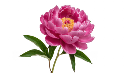 Pink peony flower with green leaves pink petals yellow stamens isolated on a transparent background