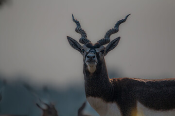 Black Buck male © Adhish