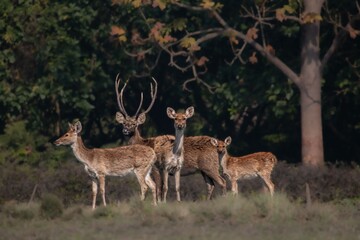 Swamp deer in the woods